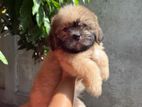 Shih Tzu Puppies