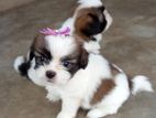 Shih Tzu Puppies