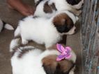 Shih Tzu Puppies