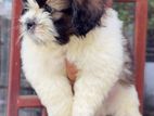 Shih Tzu Puppies
