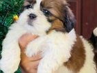 Shih Tzu Puppies