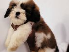 Shih Tzu Puppies