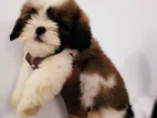 Shih Tzu Puppies