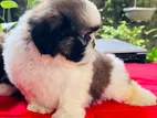 Shih Tzu Puppies