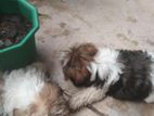 Shih Tzu Puppies