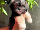 Shih Tzu Puppies