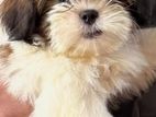 Shih-Tzu Puppies