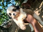 shih tzu Puppies