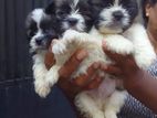 Shih Tzu Puppies