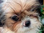 Shih Tzu Puppies