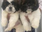 Shih tzu Puppies