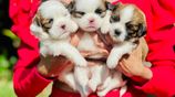 Shih Tzu Puppies