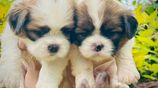 Shih Tzu Puppies