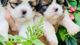 Shih Tzu Puppies