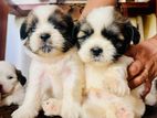 Shih Tzu Puppies
