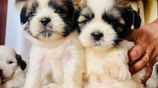 Shih Tzu Puppies