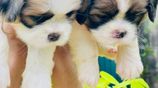 Shih Tzu Puppies