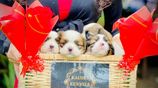 Shih Tzu Puppies