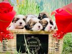 Shih Tzu Puppies