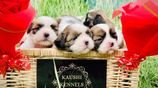 Shih Tzu Puppies