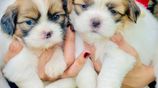 Shih Tzu Puppies