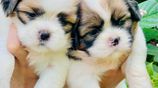 Shih Tzu Puppies
