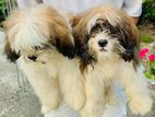 Shih Tzu Puppies