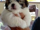 Shih Tzu Puppies