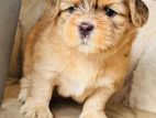 Shih Tzu Puppies