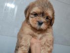 Shih Tzu Puppies