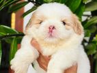 Shih Tzu Puppies