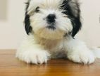 Shih Tzu Puppies