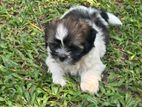 Shih Tzu Puppies