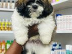 Shih Tzu Puppies