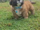 Shih Tzu Puppies