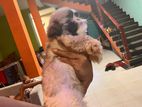 Shih Tzu Puppies