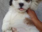 Shih Tzu Puppies