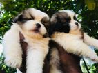 Shih tzu Puppies