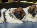 Shih Tzu Puppies