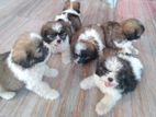 Shih tzu Puppies