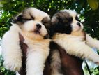 Shih tzu Puppies