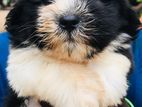 Shih Tzu Puppies