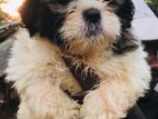 Shih Tzu Puppies