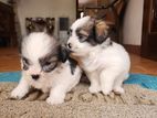 Shih Tzu Puppies