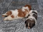 Shih Tzu Puppies