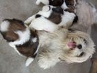 Shih Tzu Puppies