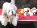 Shih Tzu Puppies