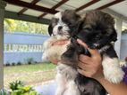 Shih Tzu Puppies