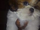 Shih Tzu Puppies
