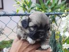 Shih Tzu Puppies